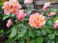 IMG_20250517_120517_1.jpg