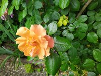 IMG_20250517_120526_1~2.jpg