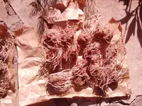 Colorada de Baga, gelagert.webp