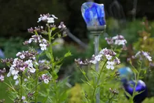Mai       4225.webp