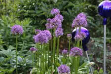 Mai       4525.webp