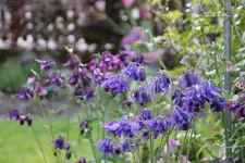 Mai       4625.webp