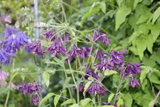 Mai       4725.webp