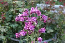 Mai       4925.webp