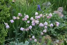 Mai       5125.webp