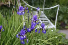 Mai       5225.webp