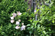 Mai       5525.webp