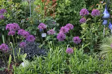 Mai       5725.webp