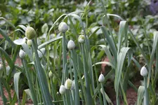 Mai       5825.webp