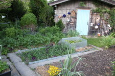 Gemüsegarten 0825.JPG