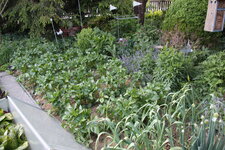 Gemüsegarten 0925.JPG