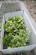 Salat Forellenschluss 0325.JPG