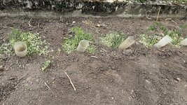 IMG_4319.jpeg