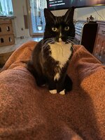 Kater Manni.jpg