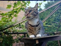 Kater Stitch.jpg