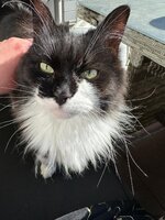 Katze Frollein Rossi.jpg