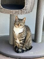 Katze Lilo.jpg