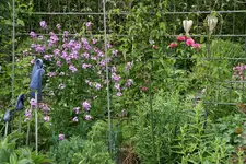 Nachtviole0320.webp