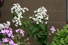 Nachtviole0620.JPG