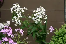Nachtviole0620.webp