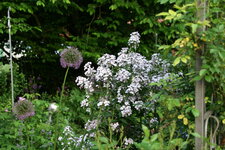 Nachtviole0721.JPG