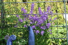 Nachtviole0723.JPG