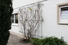 Weiki 0223.webp
