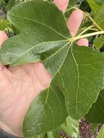 IMG_7503.jpeg