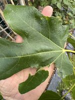 IMG_7504.jpeg