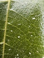 IMG_7505.jpeg