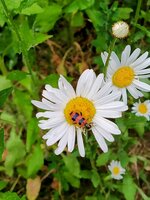 IMG_20250518_110842_1~5.jpg