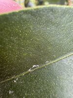 IMG_7506.jpeg
