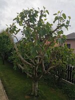 IMG_20250518_122218.jpg