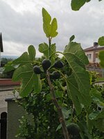 IMG_20250518_122255.jpg