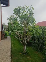 IMG_20250518_122531.jpg IMG_20250518_122531.jpg