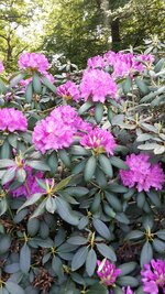 Rhodo.jpg
