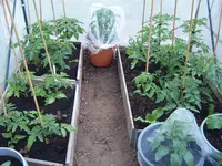 Tomaten Tunnel 18.05  (5).webp