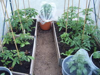 Tomaten Tunnel 18.05  (5).JPG