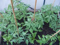 Tomaten Tunnel 18.05  (2).webp
