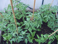 Tomaten Tunnel 18.05  (2).JPG