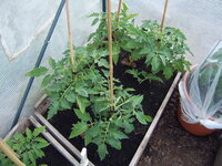 Tomaten Tunnel 18.05  (3).JPG