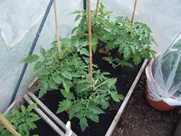 Tomaten Tunnel 18.05  (3).webp