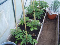 Tomaten Tunnel 18.05  (4).JPG