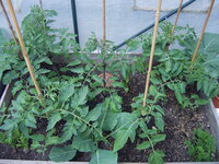 Tomaten Tunnel 18.05  (7).JPG