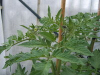 Tomaten Tunnel 18.05  (1).JPG