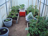 Tomaten Tunnel 18.05  (6).JPG