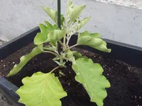 Aubergine18.05.25.webp