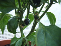 Paprika verhütet 18.05 (1).JPG