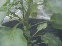 Paprika verhütet 18.05 (2).webp