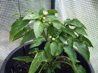 Paprika verhütet 18.05 (3).JPG
